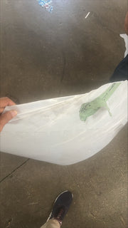 Hips Bales Natural Mixed