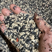 HDPE regrind fracture melt (1 mfi) from big sheets.