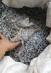 𝐏𝐏/𝐏𝐄 𝐒𝐰𝐞𝐞𝐩𝐢𝐧𝐠 𝐏𝐞𝐥𝐥𝐞𝐭𝐬 𝐍𝐚𝐭𝐮𝐫𝐚𝐥 𝐦𝐢𝐱𝐞𝐝 𝐰𝐢𝐭𝐡 𝐛𝐥𝐚𝐜𝐤